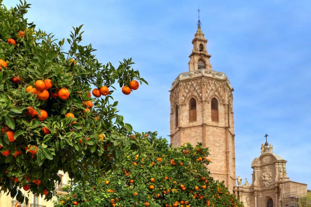 orange trees in front of a church tower