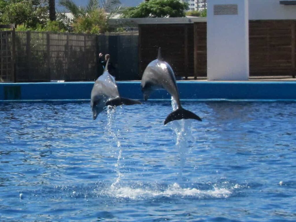 Dolphin show in Valencia Aquarium Oceanografic