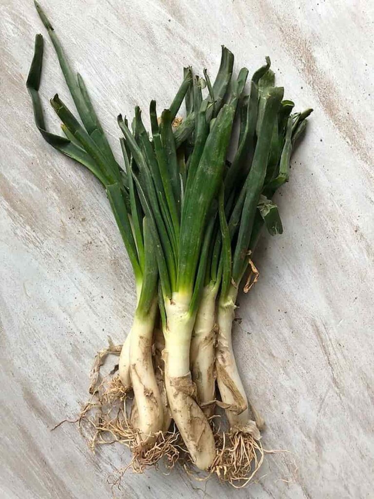 Calcots one of the delicacy what Barcelona is known for