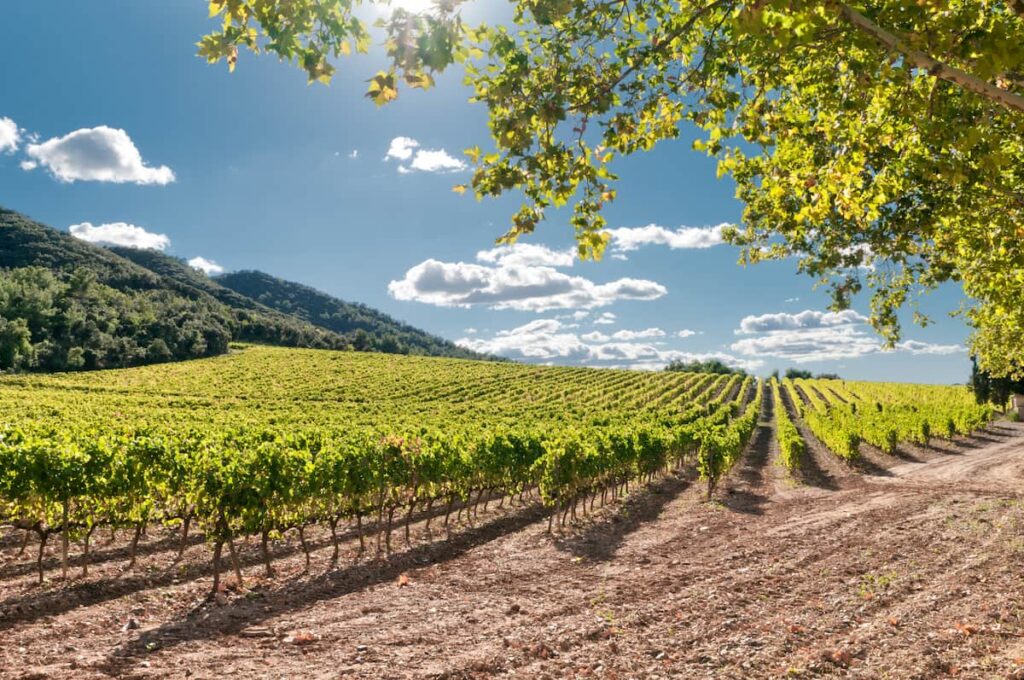 vineyard in the Penedes region
