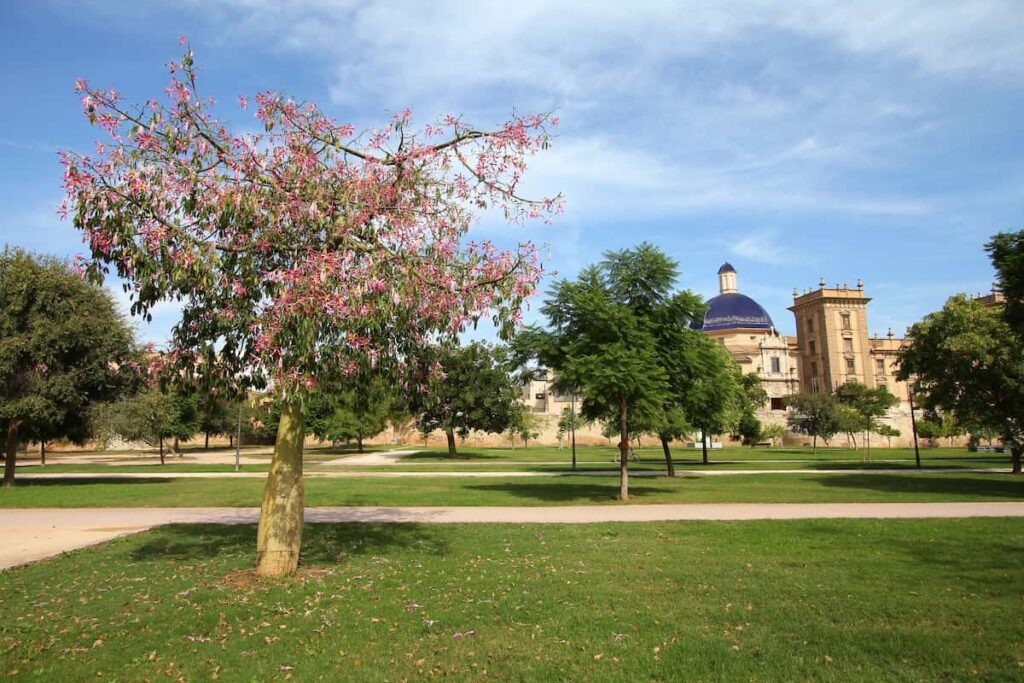 a sunny climate in Valencia